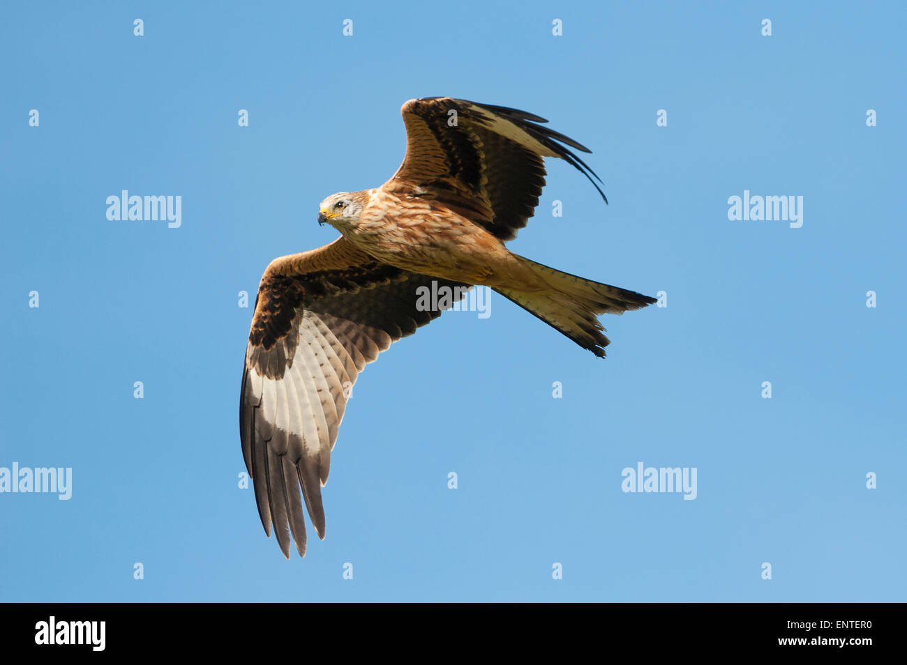 Red Kite (Milvus milvus) flying in Dumfries and Galloway, UK Stock Photo