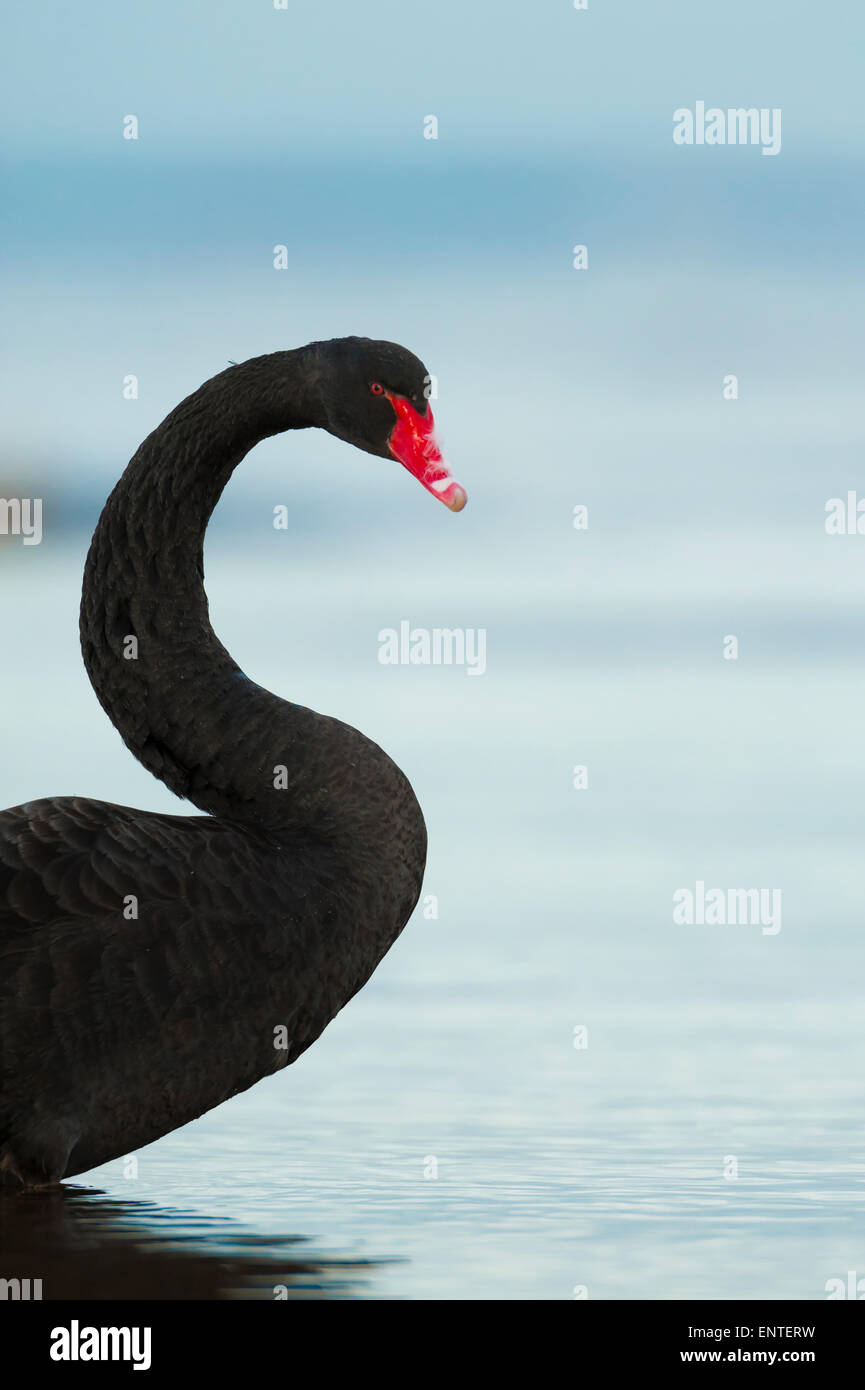 Black Swan (Cygnus atratus ) in the wild, Scotland, UK Stock Photo