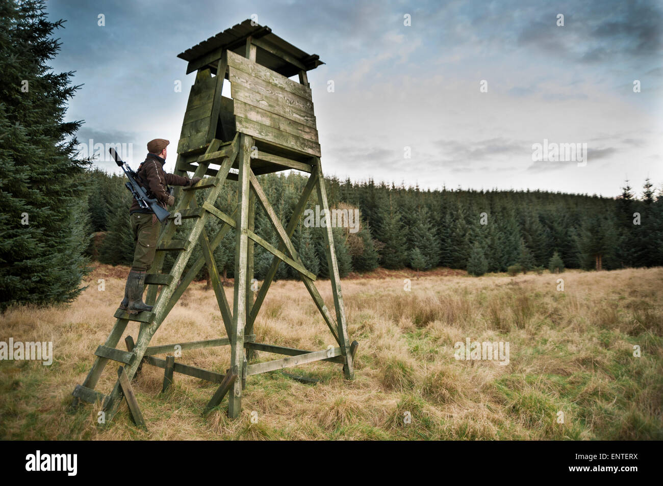 A hunter or deer stalker climbs up a high seat wildlife hide, Scotland, UK Stock Photo