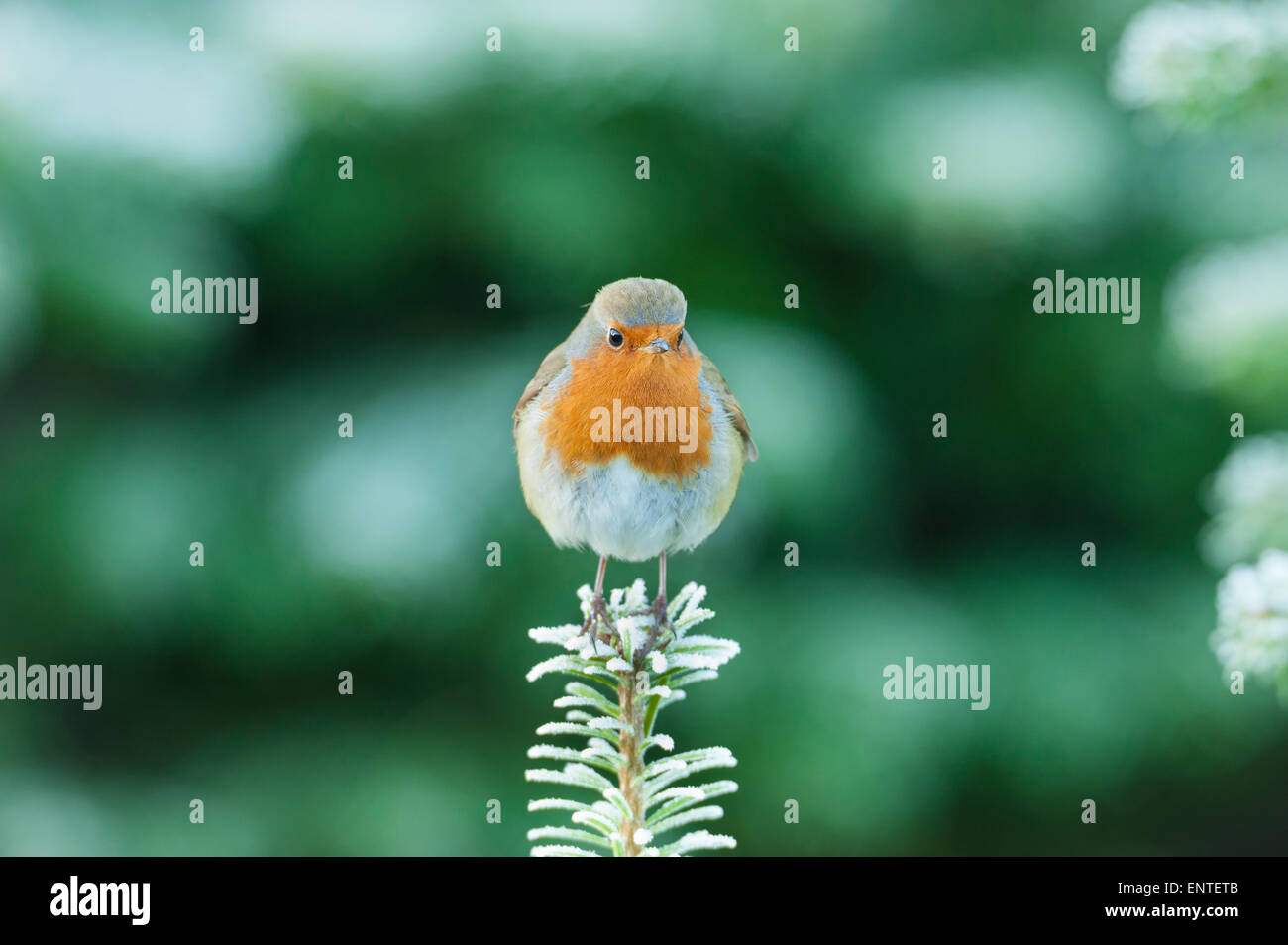 Robin (Erithacus rubecula) sitting on the top branch of a Sitka Tree, UK in winter Stock Photo
