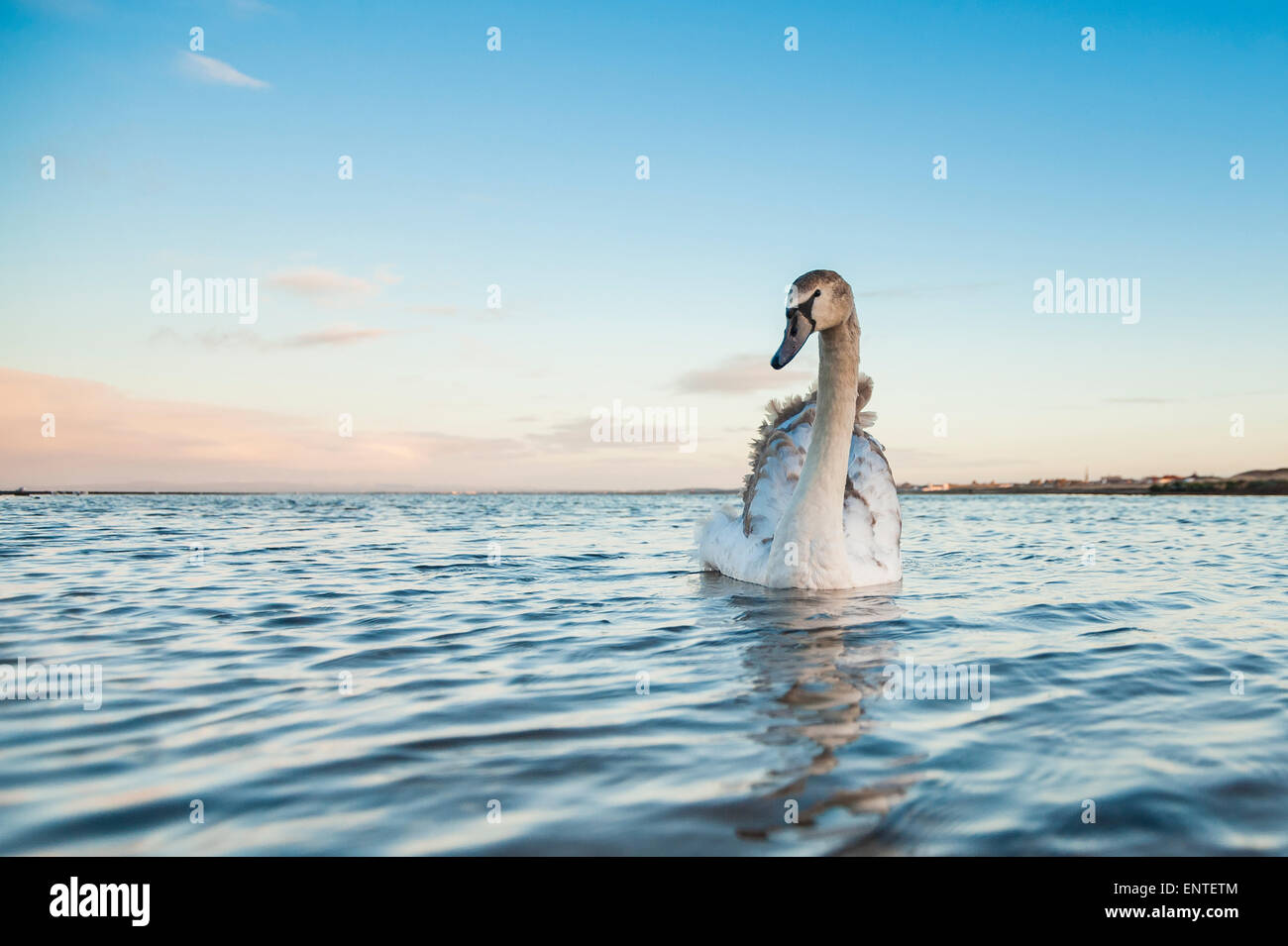 Young Mute Swan (Cygnus olor) on the River Doon, Ayr, Ayrshire, Scotland, UK Stock Photo
