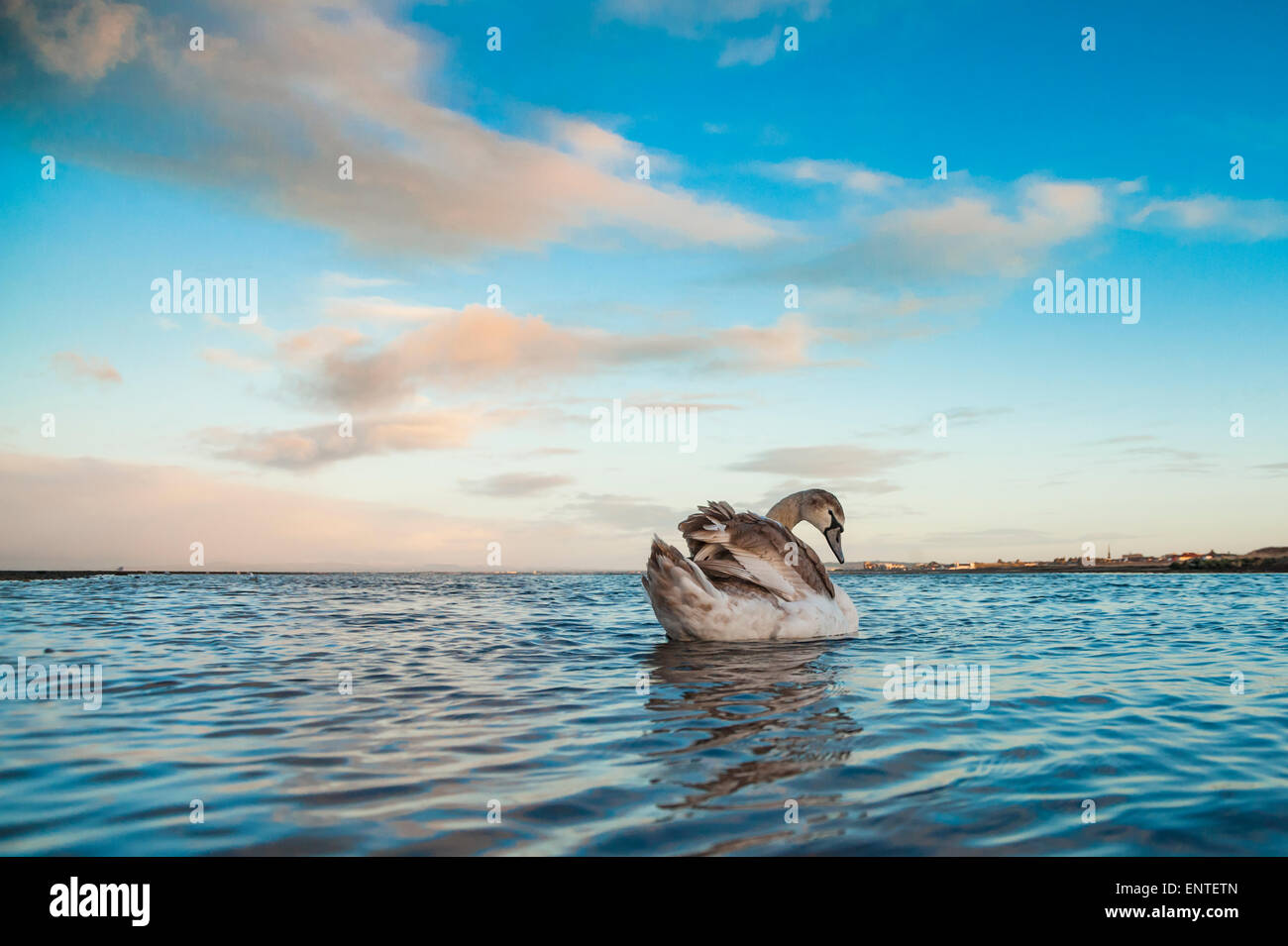 Young Mute Swan (Cygnus olor), River Doon, Ayr, Ayrshire, Scotland, UK Stock Photo