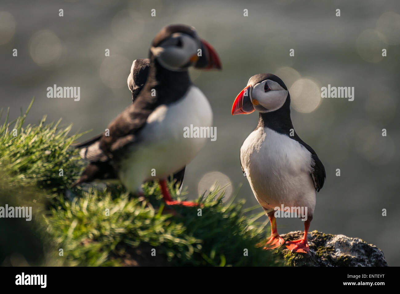 Atlantic Puffins (Fratercula arctica) birds at Ingolfshofdi Cape, Iceland Stock Photo