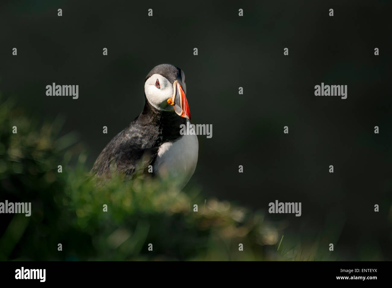 Atlantic Puffin (Fratercula arctica) bird at Ingolfshofdi Cape, Iceland Stock Photo