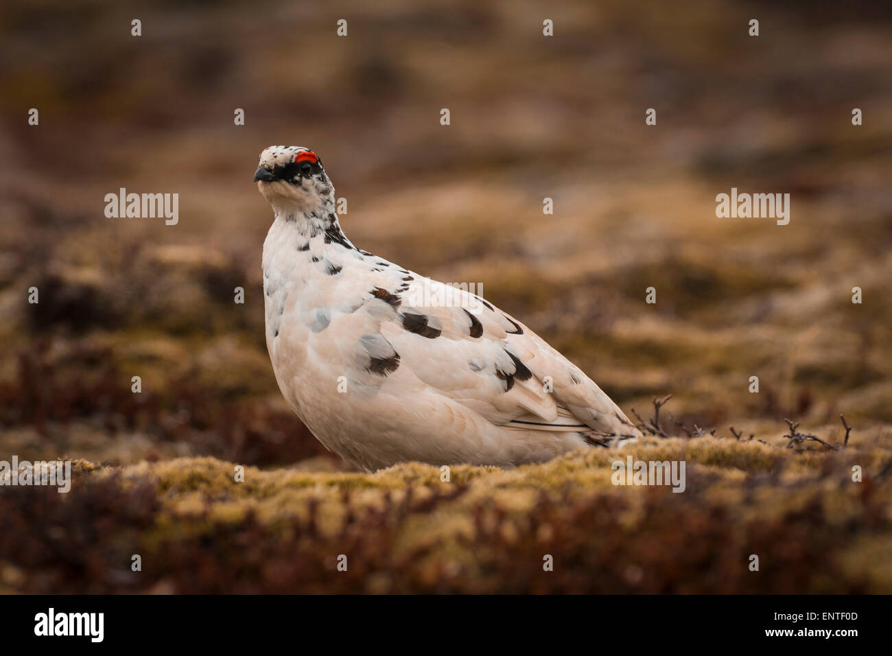 Ptarmigan (Lagopus mutus) in Iceland Stock Photo