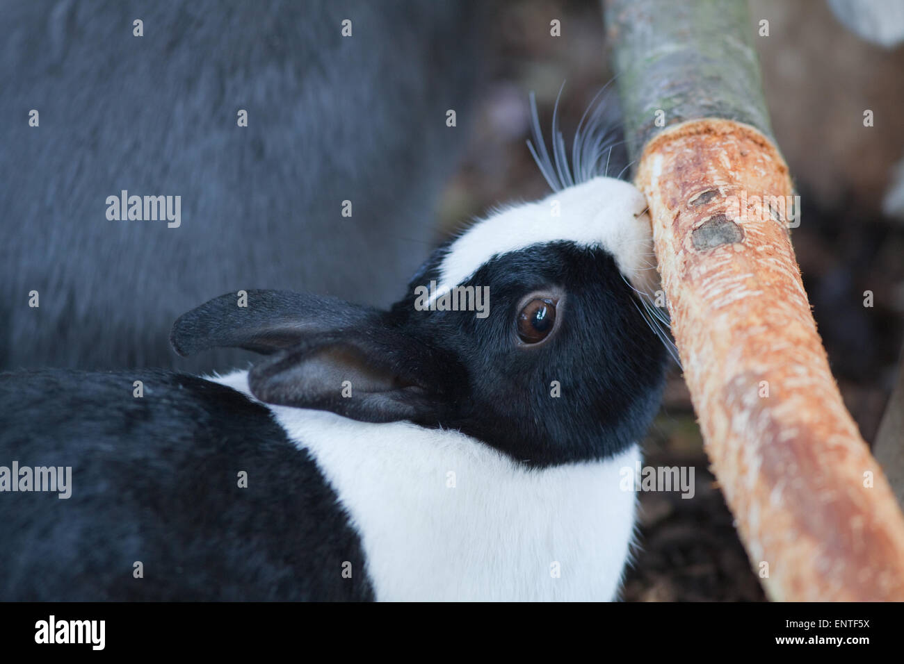 Rabbit (Oryctolagus cuniculus). 'Dutch' domestic pet animal chewing