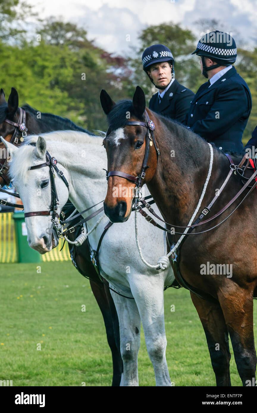 2015 Tour de Yorkshire Leeds West Yorkshire Roundhay Park, West Yorkshire Policemen on horses Stock Photo