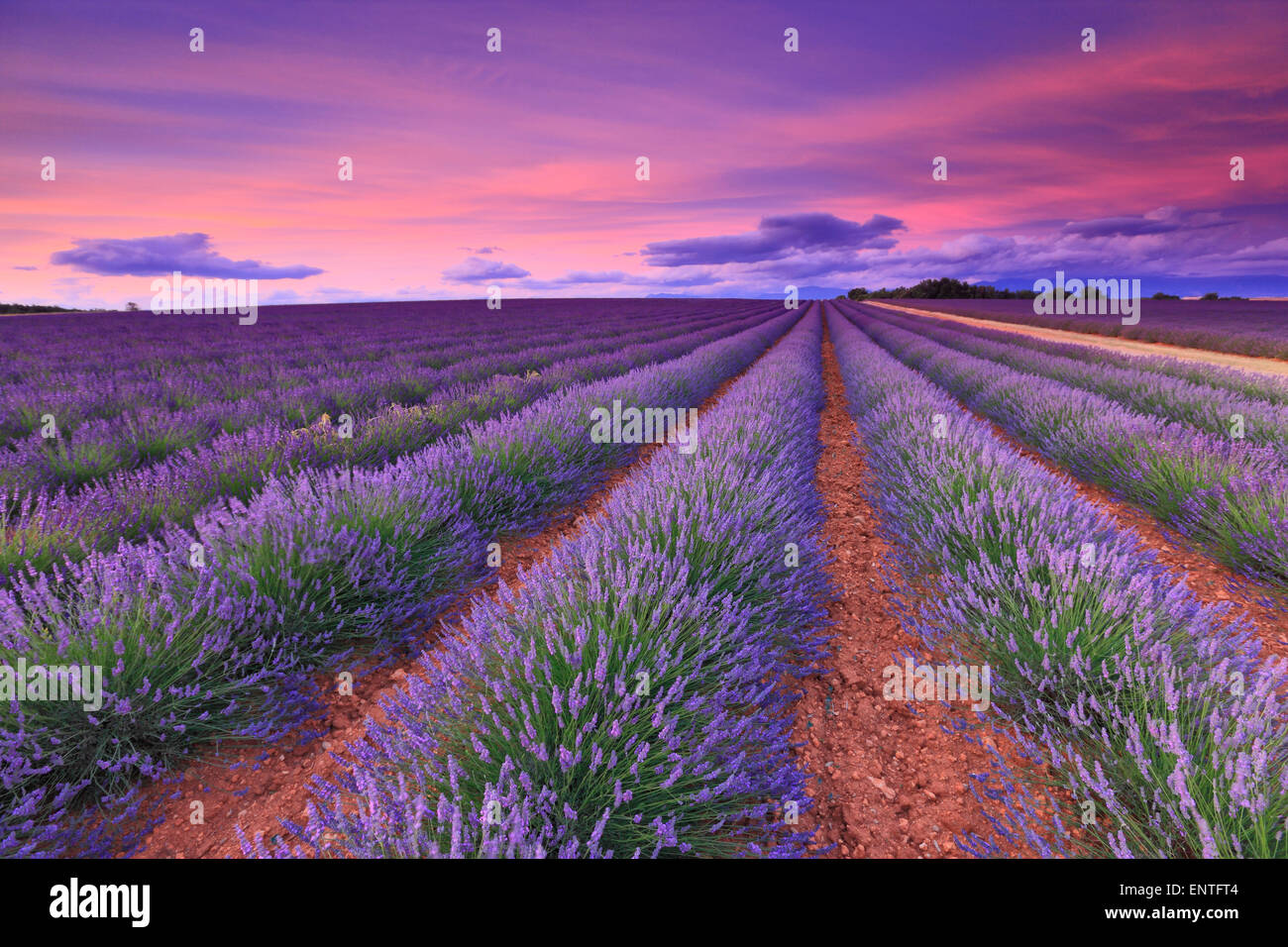 Lavender field with pink cloud sunset. France, Provence Stock Photo - Alamy