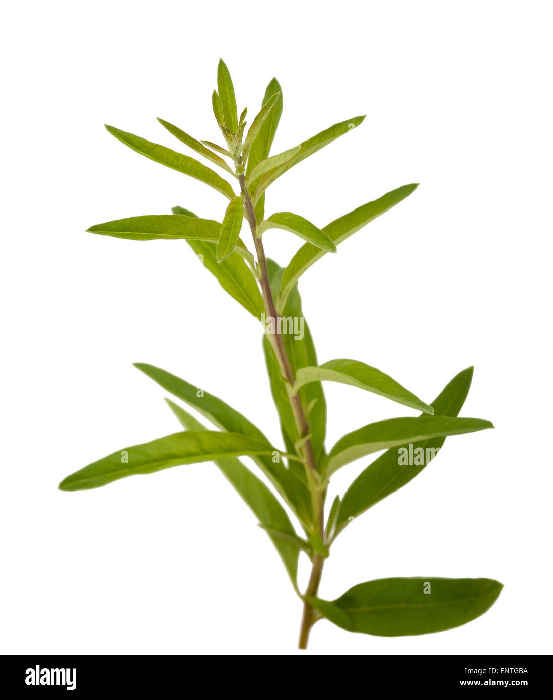 Lippia polystachya (verbena) isolated on white background Stock Photo