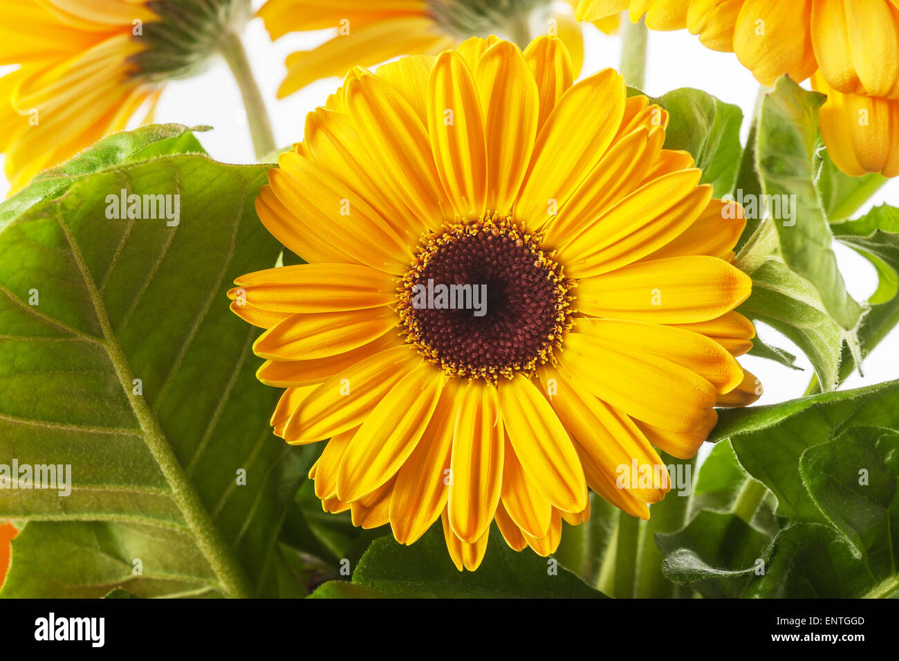 Gerbera leaves hires stock photography and images Alamy