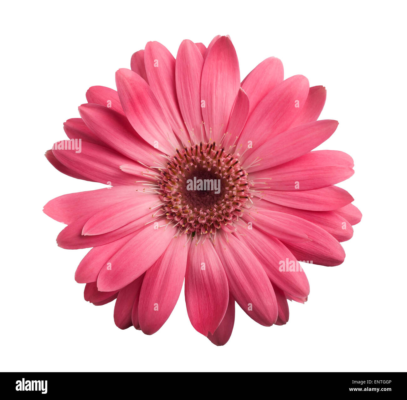 Pink gerbera daisy isolated on white Stock Photo