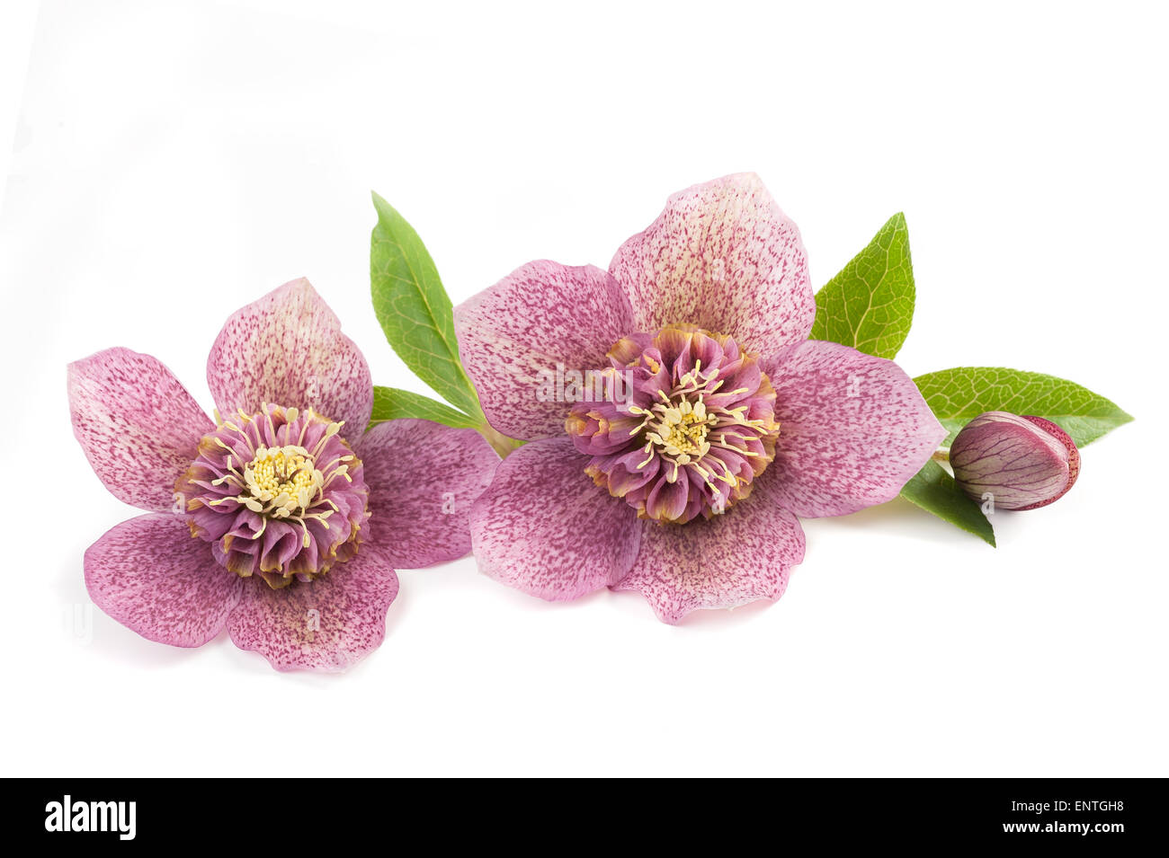 Hellebore flowers with bud isolated on white Stock Photo