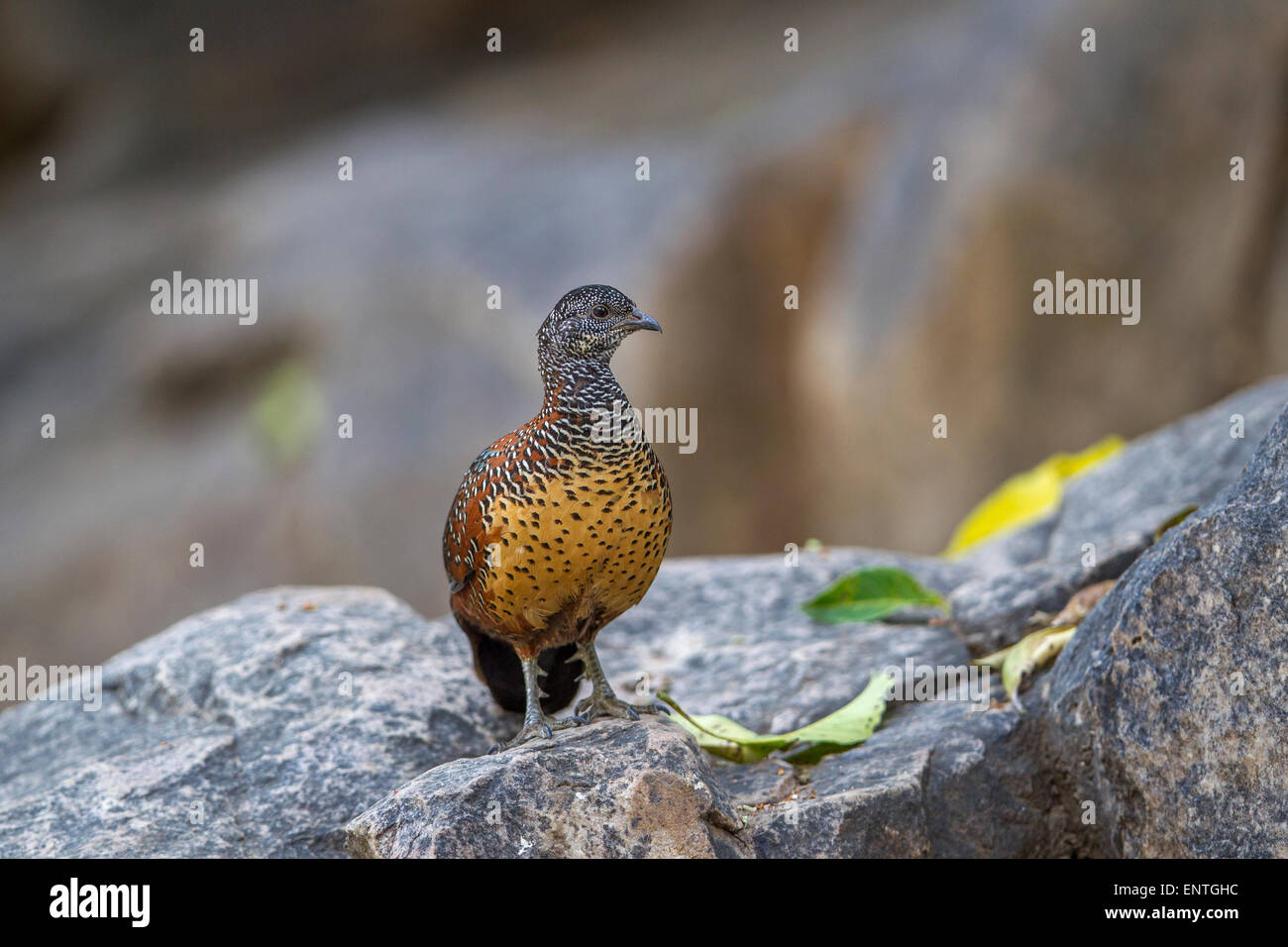 The painted spurfowl [Galloperdix lunulata] on a rocky hill at Ranthambhore Forest, India. Stock Photo