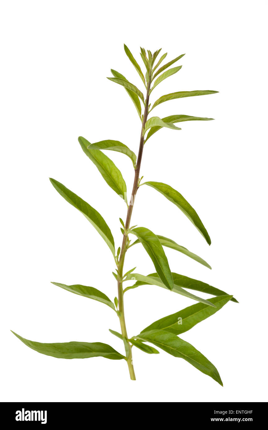 Lippia polystachya (verbena) isolated on white background Stock Photo