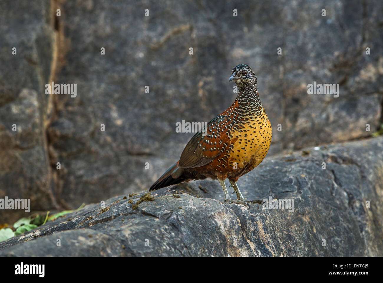 The painted spurfowl [Galloperdix lunulata] on a rocky hill at Ranthambhore Forest, India. Stock Photo
