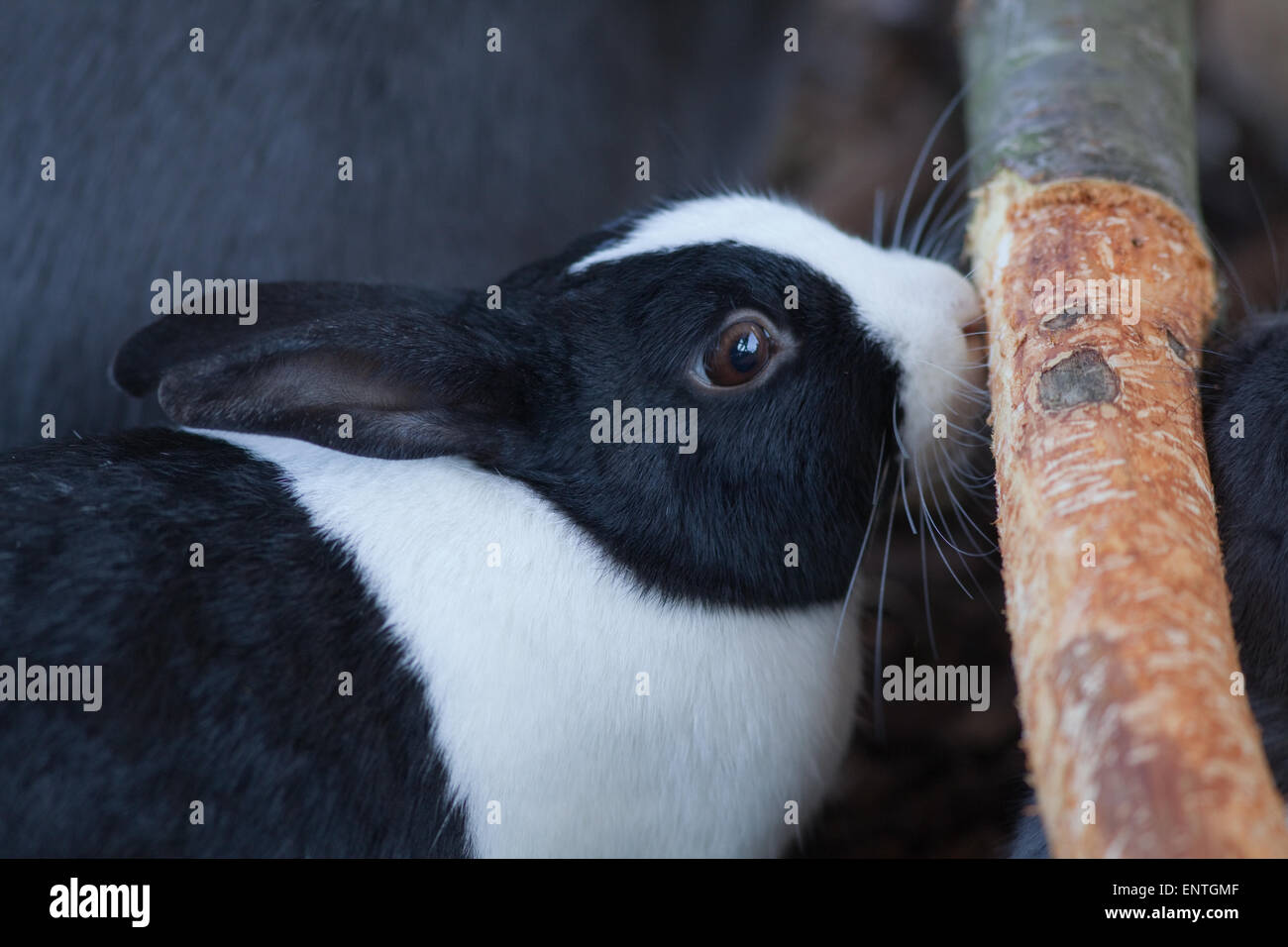 Rabbit (Oryctolagus cuniculus). 'Dutch' domestic pet animal chewing