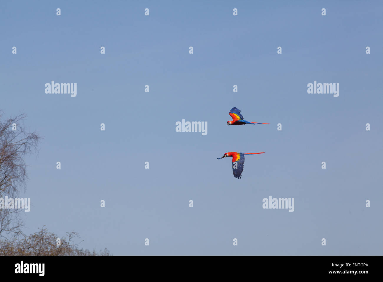Scarlet Macaws (Ara macao). Pair in flight. Stock Photo