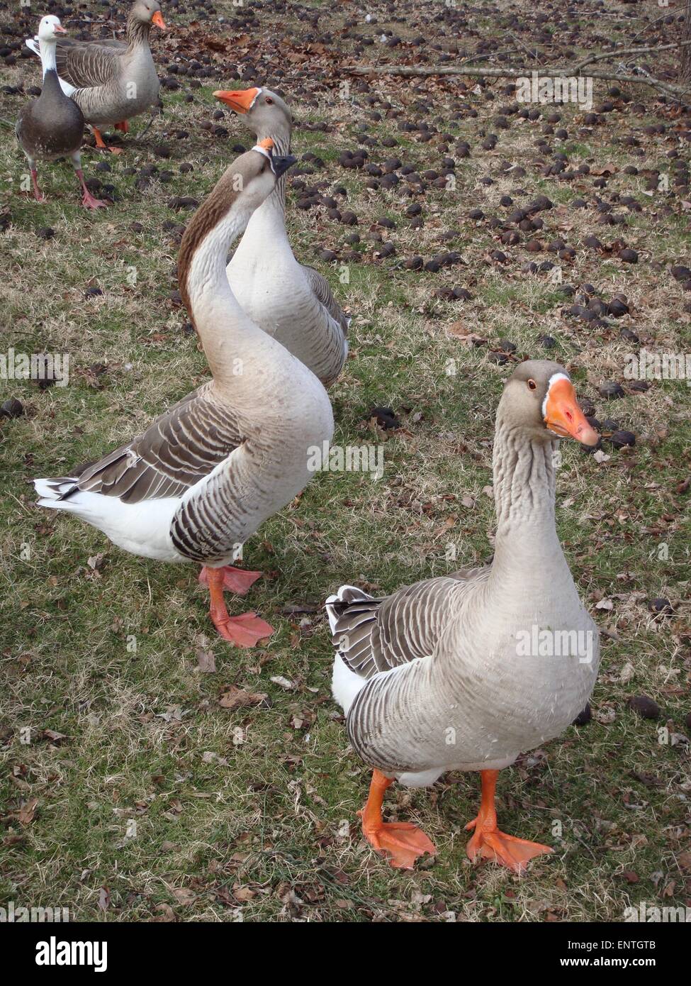 Orange Beak Geese High Resolution Stock Photography and Images - Alamy