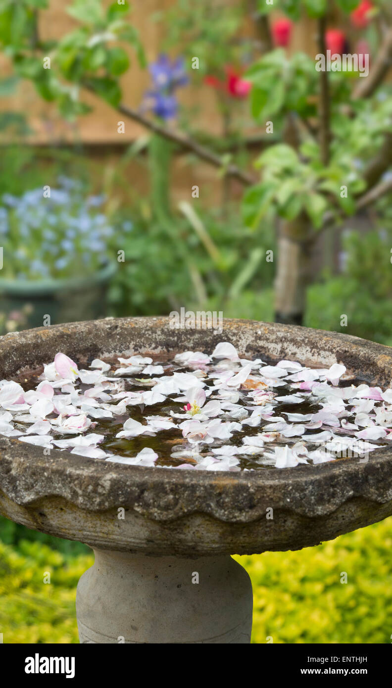 Fallen apple blossom petals in a bird bath in an english garden Stock Photo