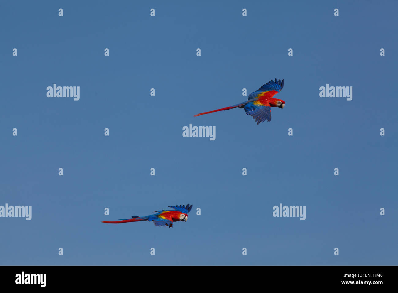 Scarlet Macaws (Ara macao). Pair in flight. Stock Photo