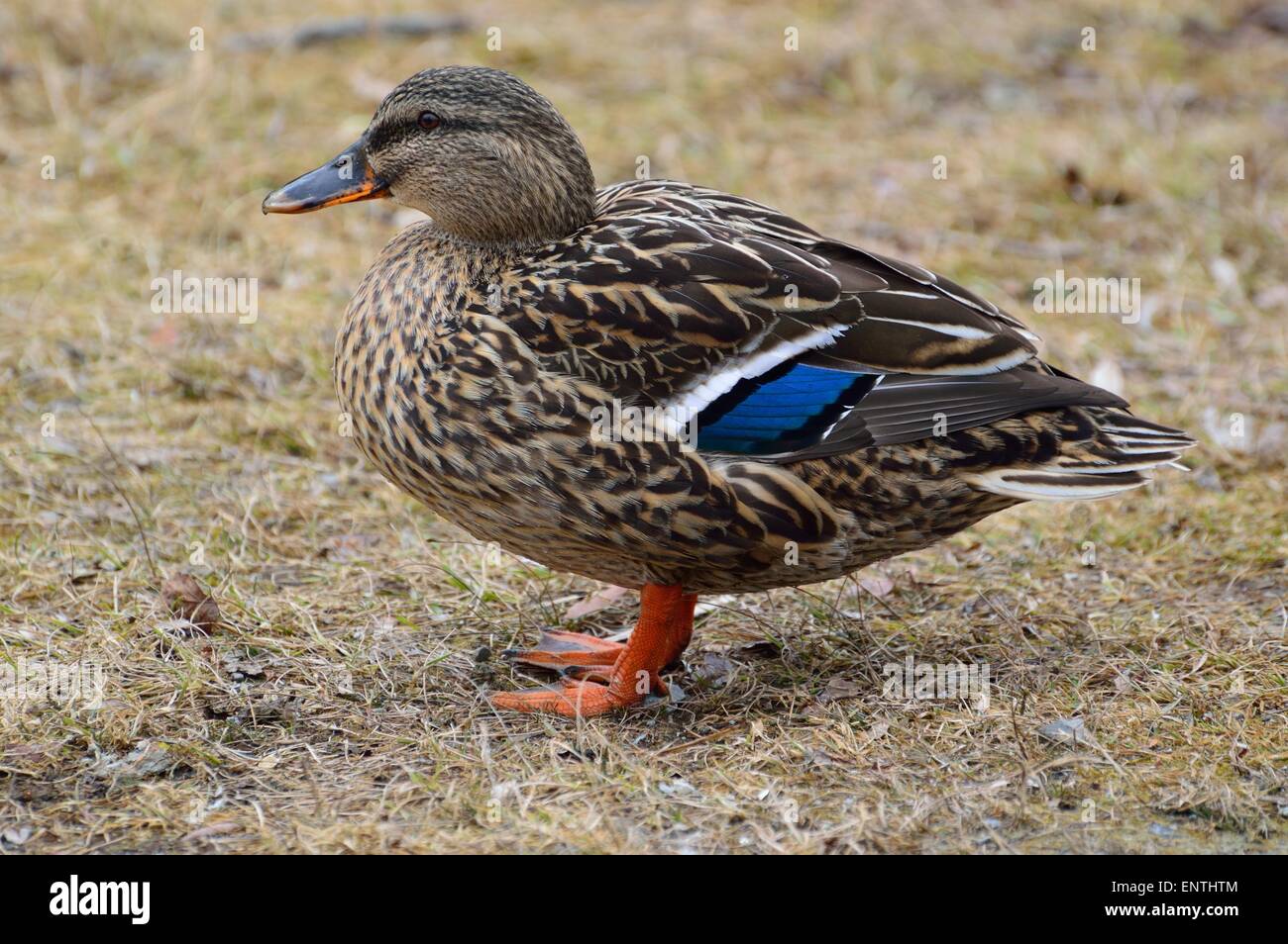 Female Mallard Duck With Purple Feathers High Resolution Stock female-mallard-duck-with-purple-feathers-high-resolution-stock