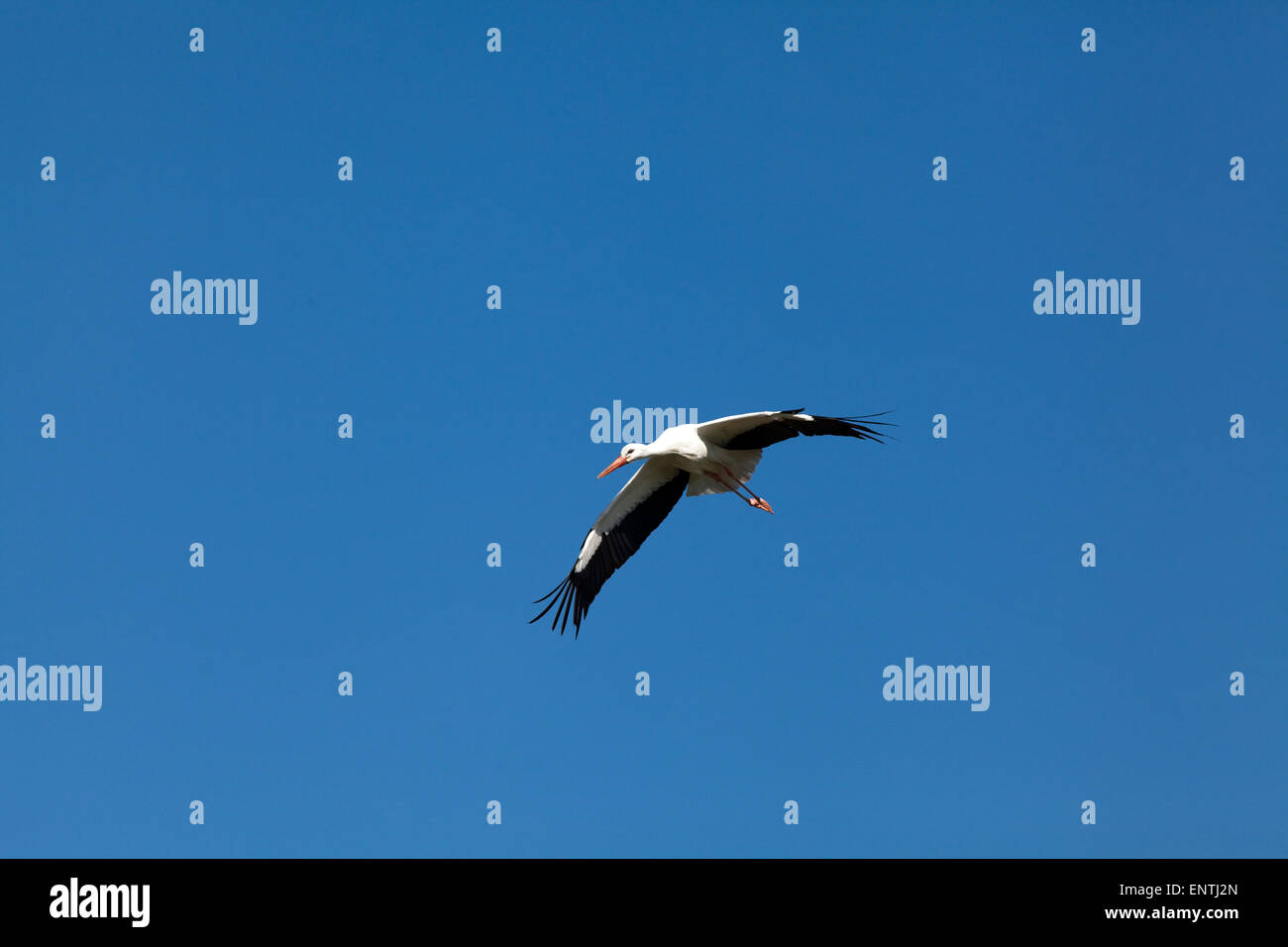 White Stork (Ciconia ciconia). Sustained flight, beginning descent. Unlike a heron in flight, neck is fully extended when flying Stock Photo