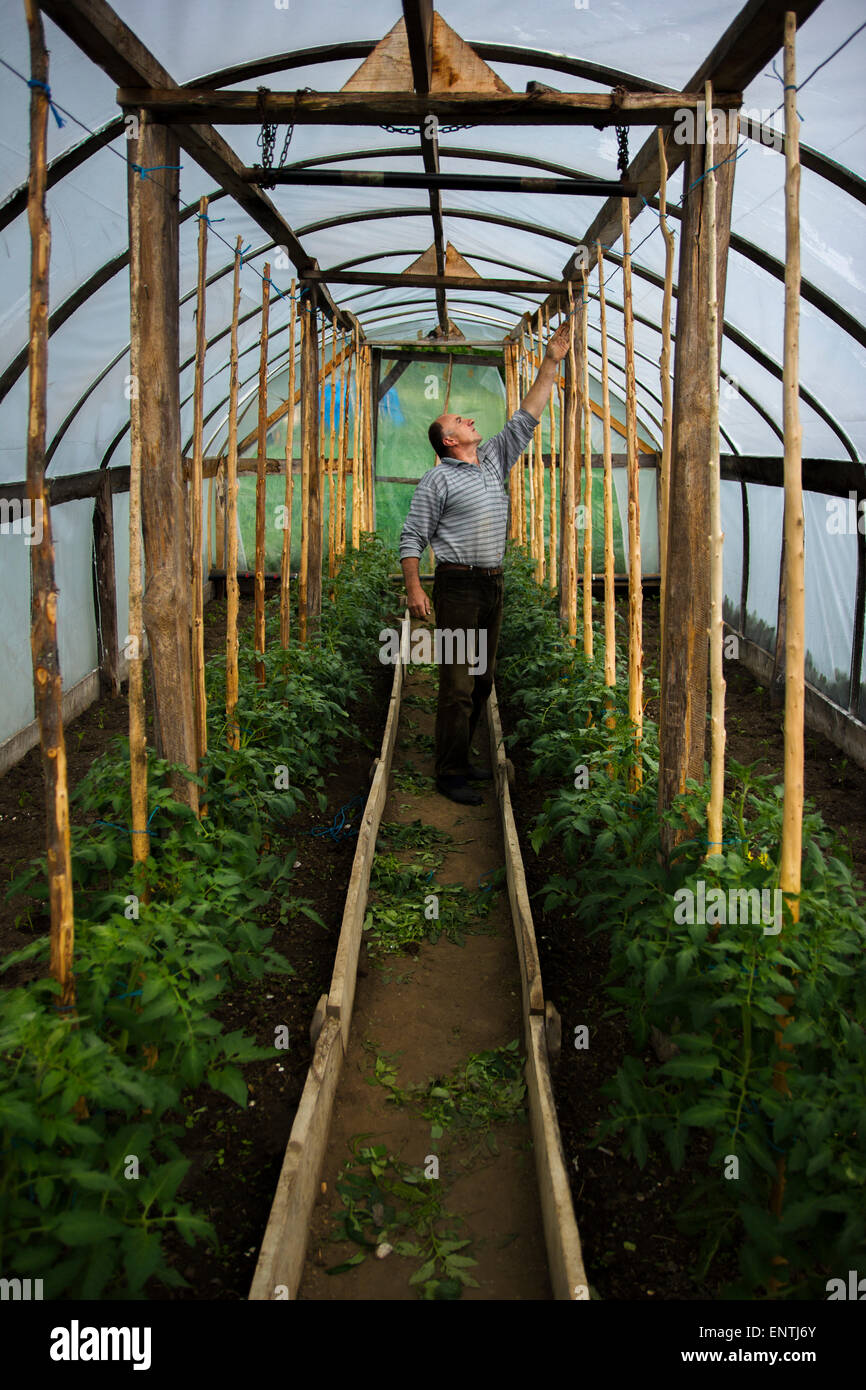An older man checks the progress in the greenhouse. Stock Photo