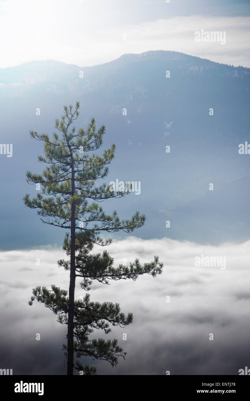 Black pine tree hi-res stock photography and images - Alamy