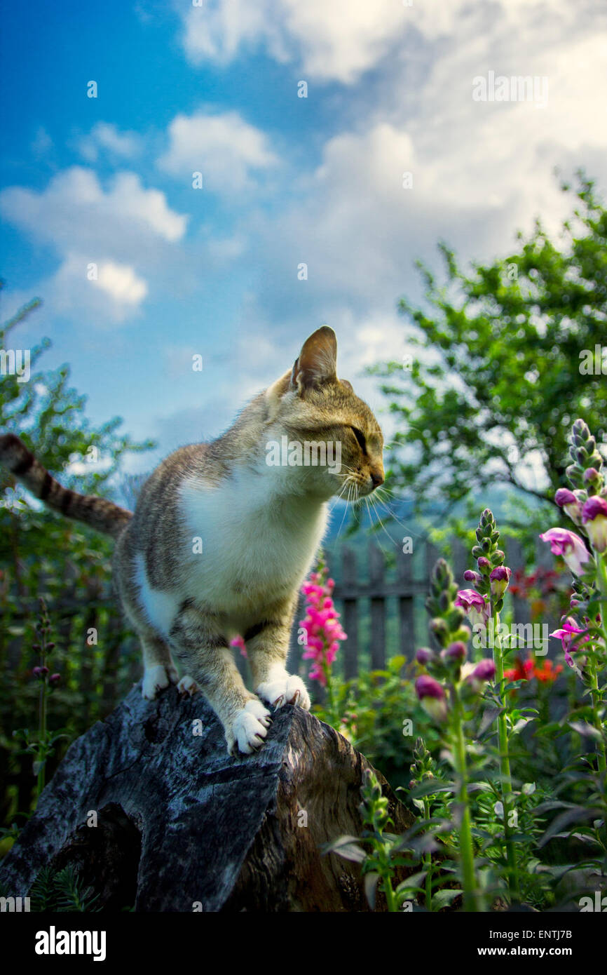 Cat standing on a tree stump in the backyard. Stock Photo