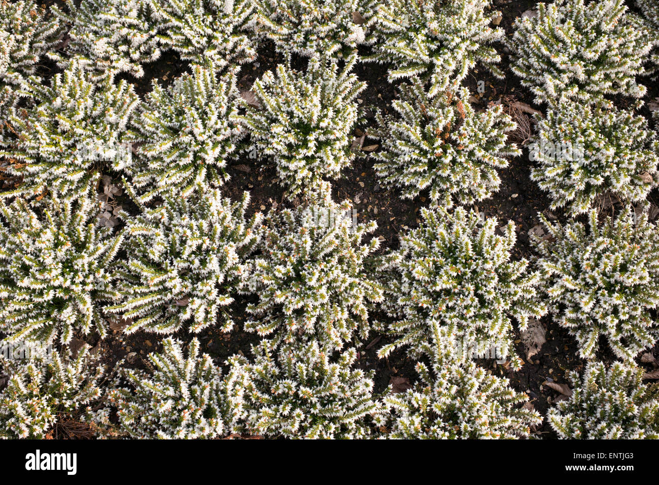 Erica x darleyensis 'white spring surprise'. Flowering heather pattern Stock Photo