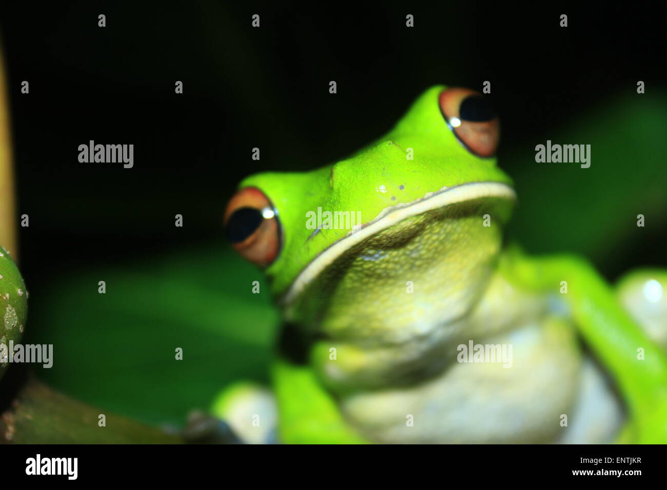 Frog eat insects hires stock photography and images Alamy