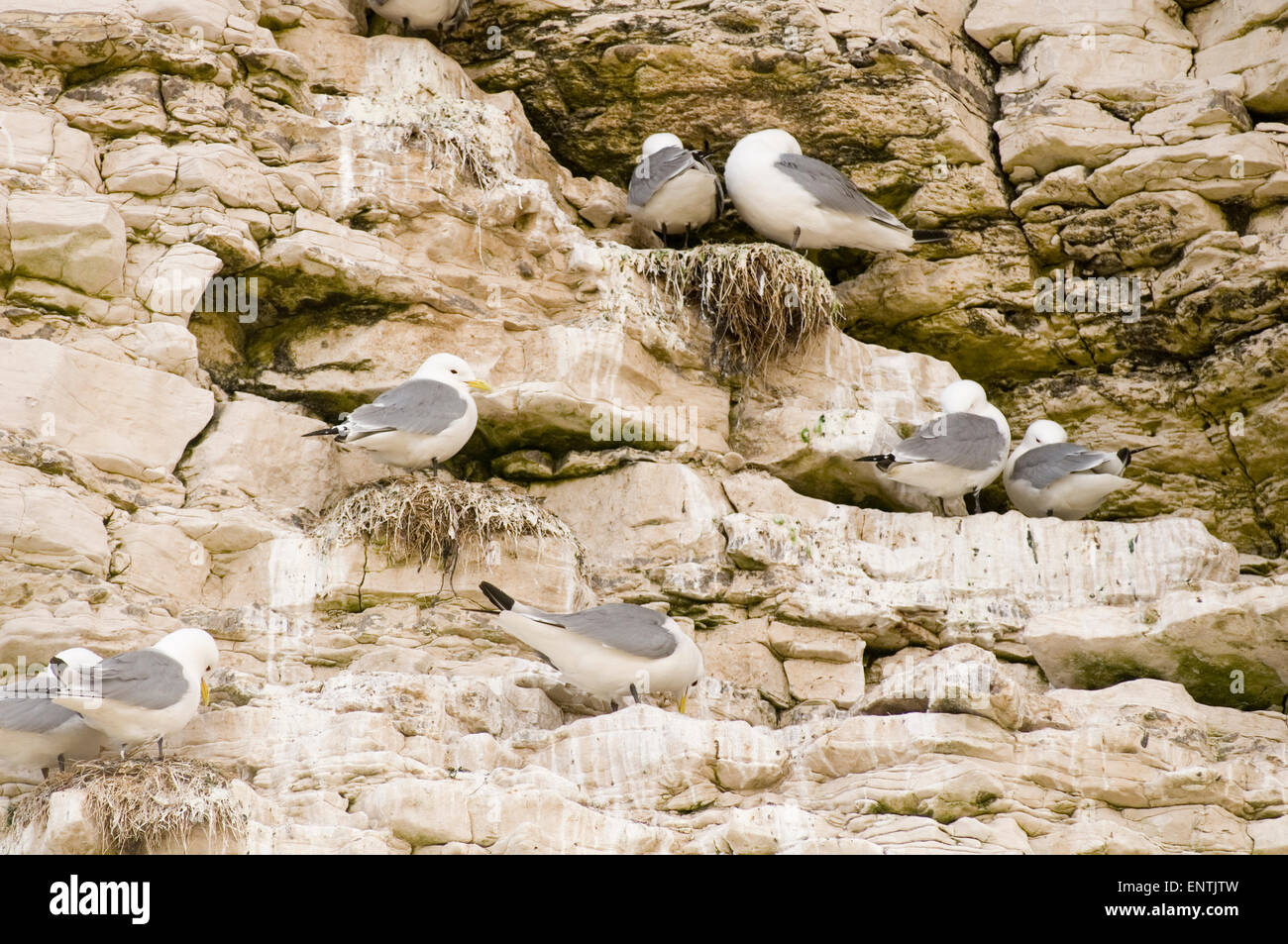 Gull nest on cliff hi-res stock photography and images - Alamy