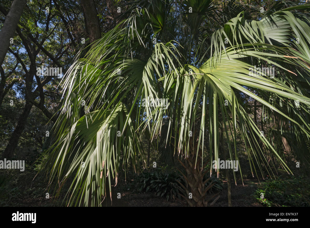 Palmetto fronds hires stock photography and images Alamy