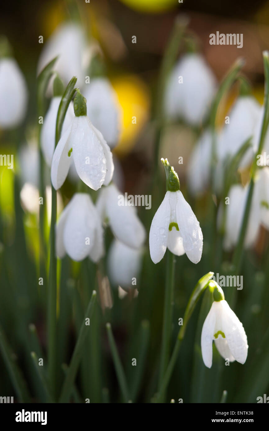 Snowdrops, Cotswolds, Gloucestershire, England, United Kingdom, Europe Stock Photo
