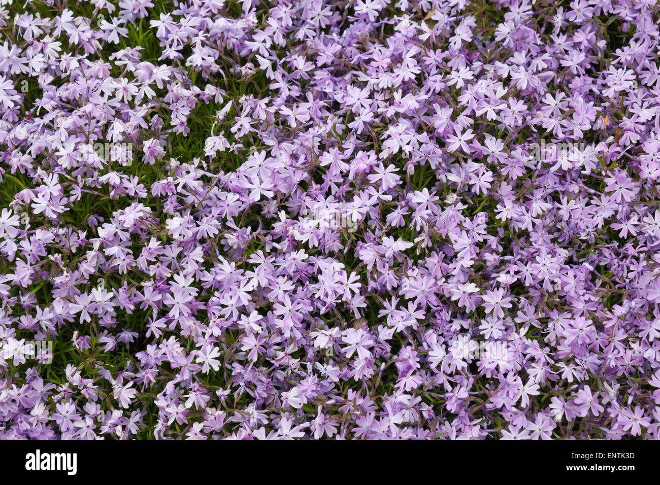 Flox flowers in purple Stock Photo
