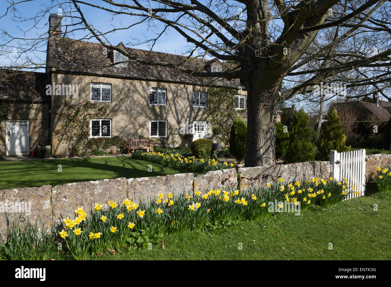 Daffodil fronted cotswold stone cottage, Bledington, Cotswolds, Gloucestershire, England, United Kingdom, Europe Stock Photo