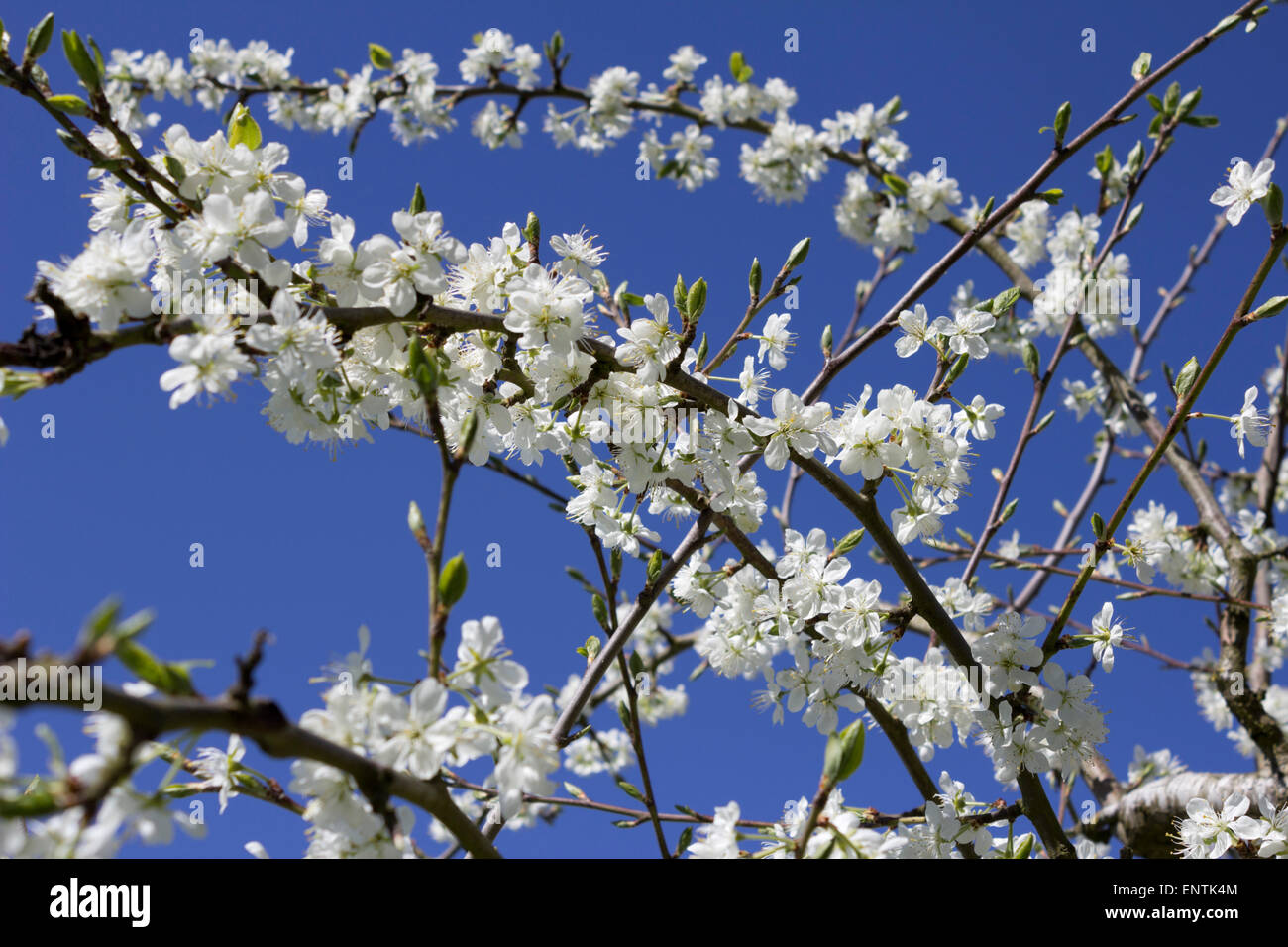 Plum tree blossom, Cotswolds, Gloucestershire, England, United Kingdom, Europe Stock Photo