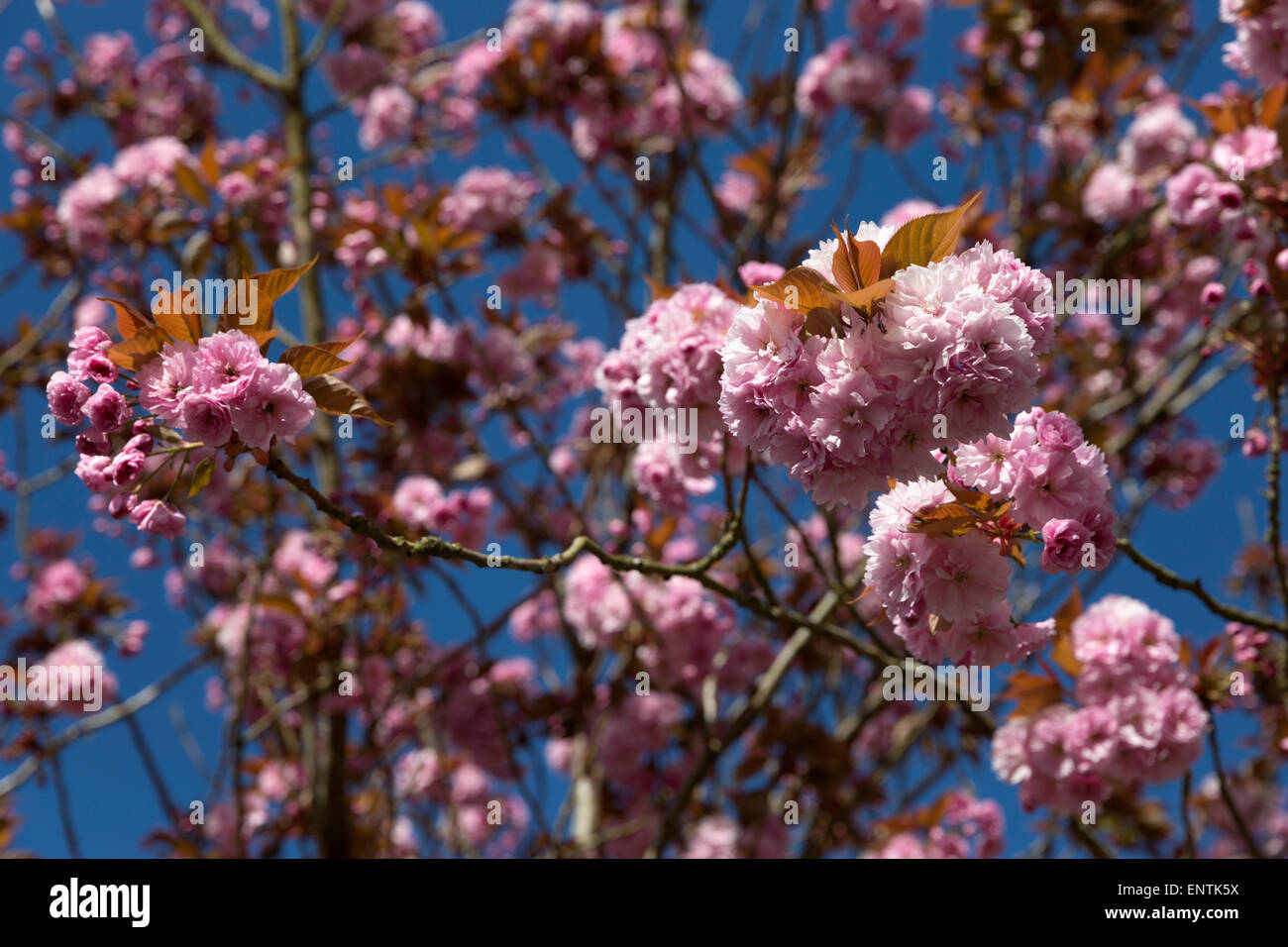 Pink blossom Stock Photo