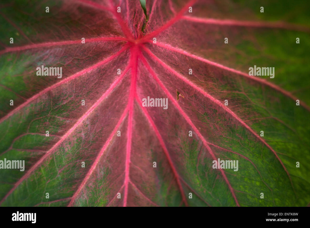 A red leaf in a plant in Santa Elena, Yucatan Peninsula, Mexico Stock Photo