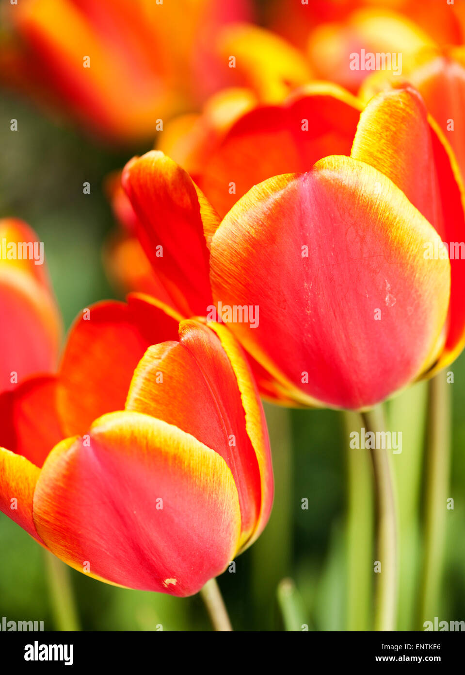 Vibrant red and yellow tulip flowers closeup Stock Photo - Alamy