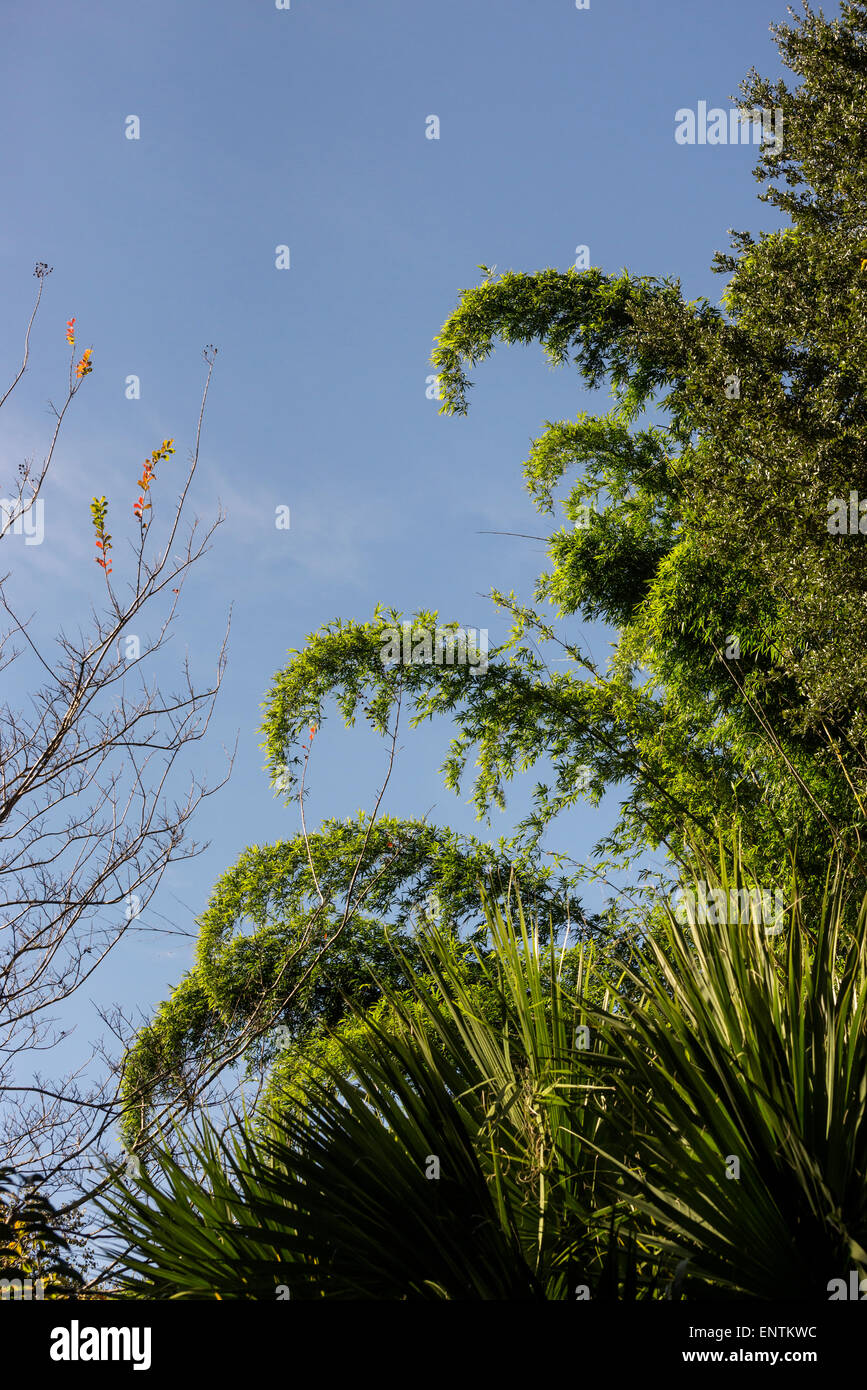 Stand of bamboo at Kanapaha Botanical Gardens in Gainesville Florida