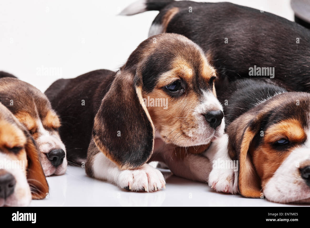 Beagle puppy on white background Stock Photo - Alamy