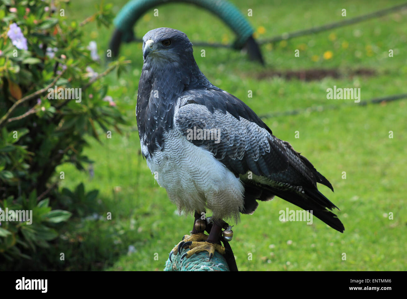 A Black Chested Buzzard Eagle on a perch at an outdoor bird sanctuary near Otavalo, Ecuador Stock Photo
