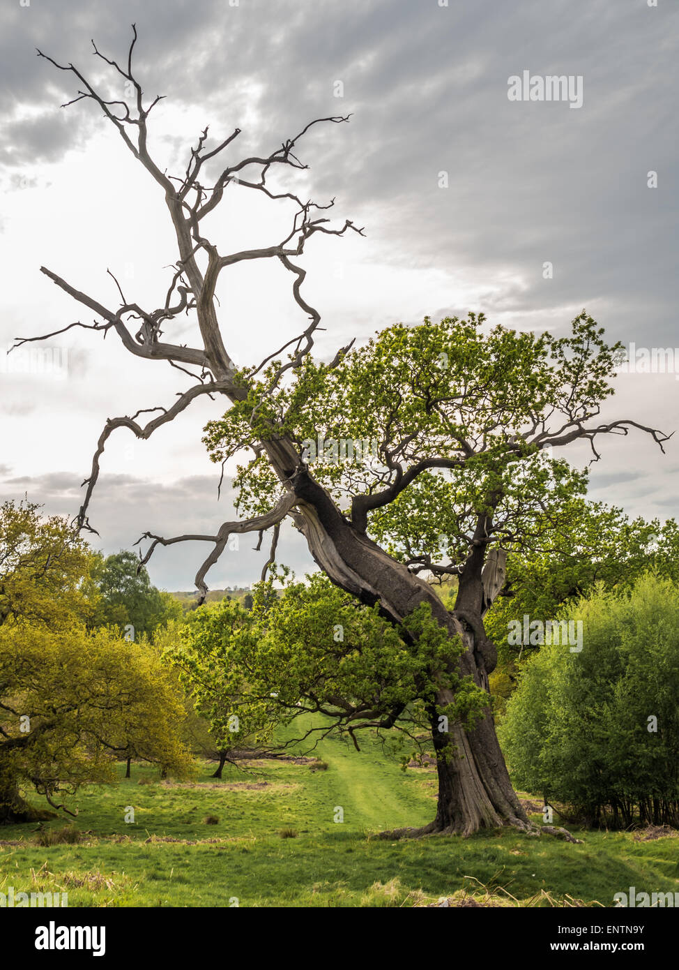 Old oak leaning under cloudy sky Stock Photo - Alamy