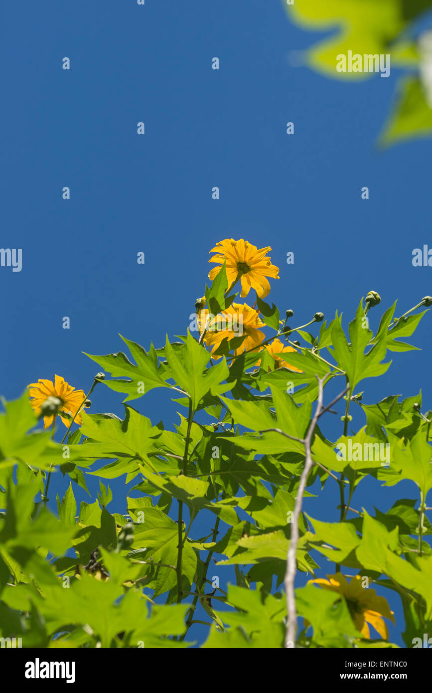 A Mexican sunflower or Tithonia diversifolia growing in Kanapaha Botanical Gardens in