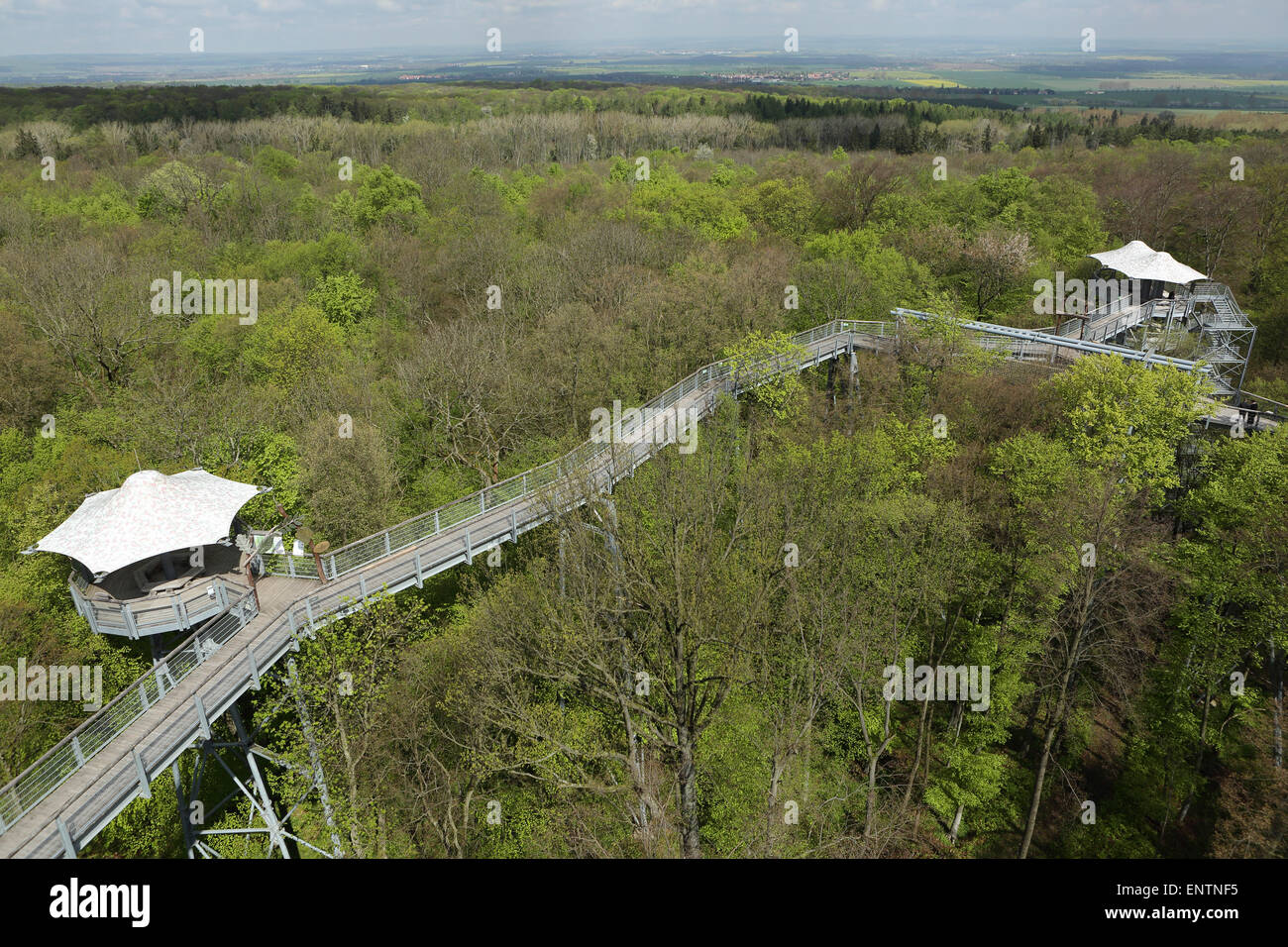 Viewing platforms on the canopy walkway (Baumkronenpfad) in Hainich National Park, Germany. Stock Photo
