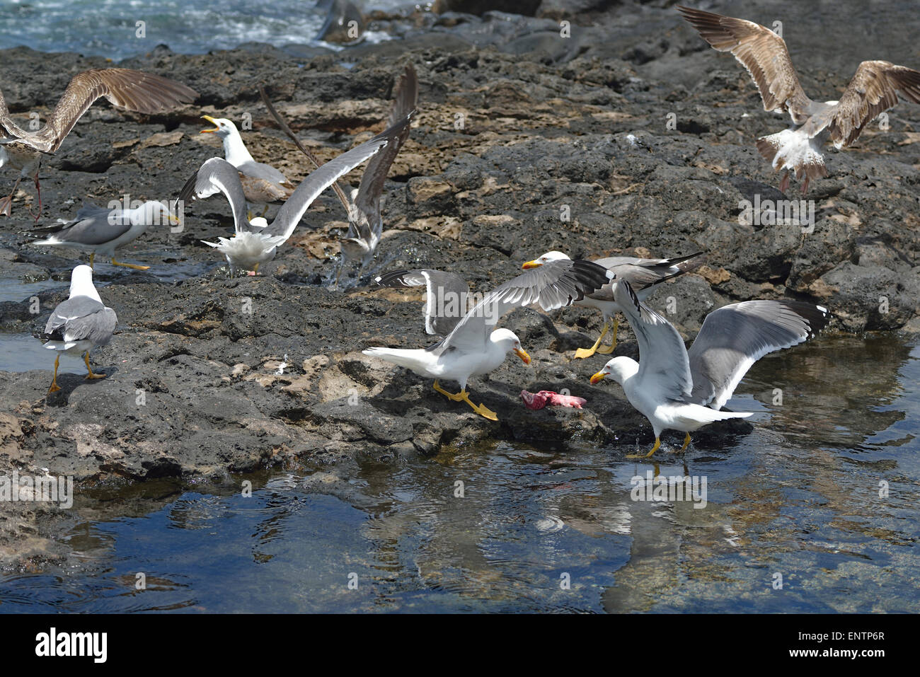 Larus michahellis atlantis, group of Yellow-legged Gulls Stock Photo