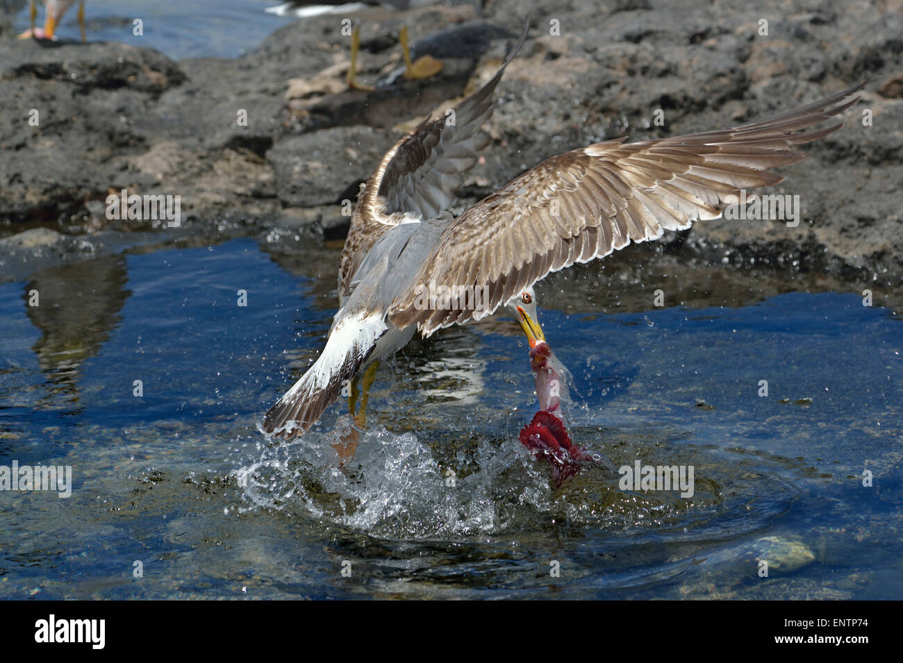 Larus michahellis atlantis, Yellow-legged Gull Stock Photo