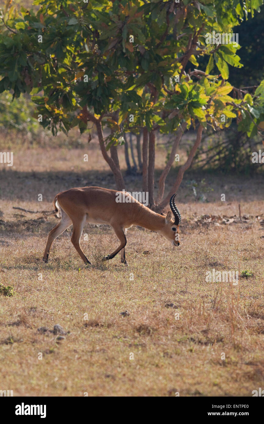 Buffon Kob or Western Kob (Kobus kob). Male, or Buck. Mole National Park. Ghana. West Africa. Stock Photo