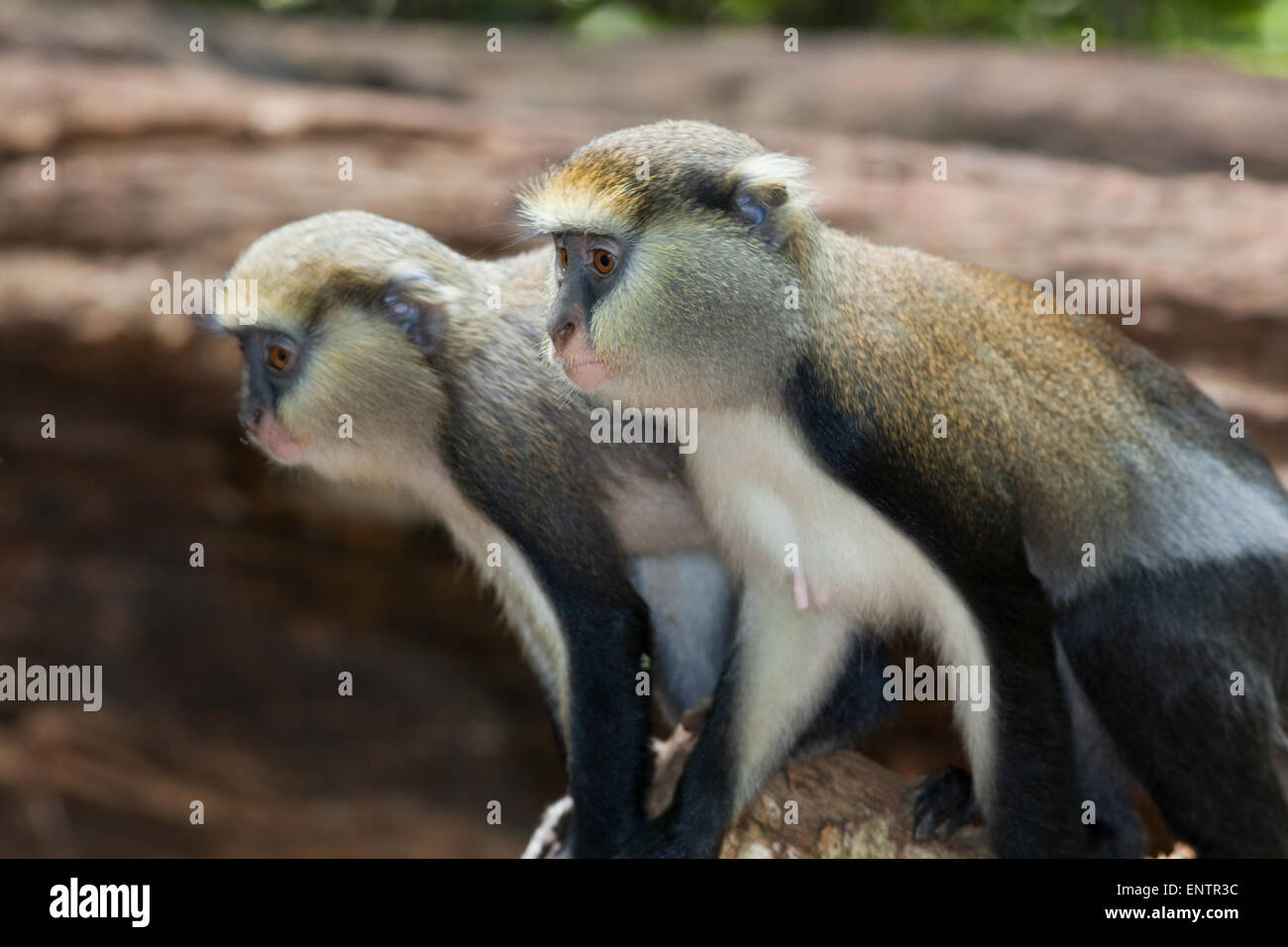 Mona Monkeys (Cercopithecus mona). Wild animals. Ghana. West Africa. Stock Photo